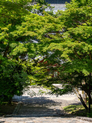 青紅葉が美しい東大寺の猫段