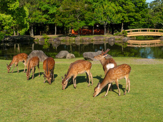 【奈良公園】芝を食べる鹿の群れと池の風景