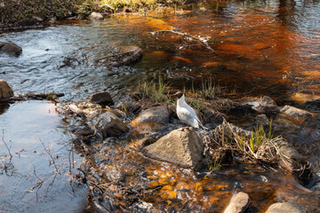 Black-headed gull standing on a rock in creek
