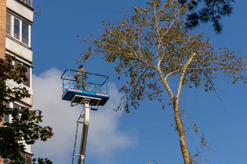 employee rises on a car tower to saw off dangerously growing branches
