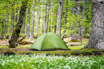 Camping outdoor. Camping leisure and destination travel near green forest and meadow flower on the tents in morning. Tourism relax and chill in summer holiday