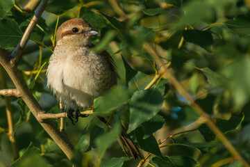 red-backed shrike on a branch