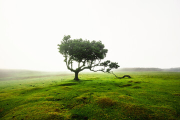 Fanal Forest. Misty forest in Fanal.  Old laurel tree in laurel tree forest in madeira in Portugal