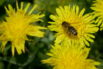 Blooming dandelions. Forest bees collect nectar.