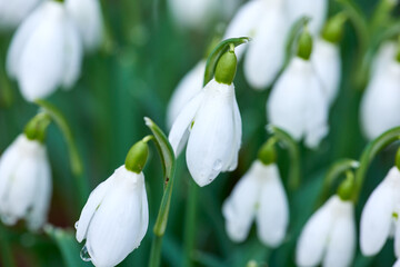 Nature, spring and white snowdrop in garden with natural landscape, morning blossom and calm floral...