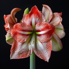 "Vibrant Red and White Amaryllis Flower"