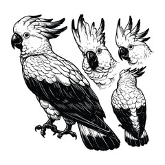cockatoo bird animal  illustration. black and white hand drawn cockatoo vector illustration isolated white background © Nurjen