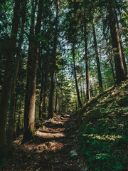 forest in the morning