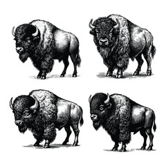set of bison  illustration. black and white hand drawn bison vector illustration isolated white background © Nurjen