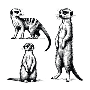 set of meerkat animal  illustration. black and white hand drawn meerkat vector illustration isolated white background