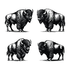 set of bison  illustration. black and white hand drawn bison vector illustration isolated white background © Nurjen