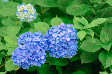 寄り添いあう青いアジサイ