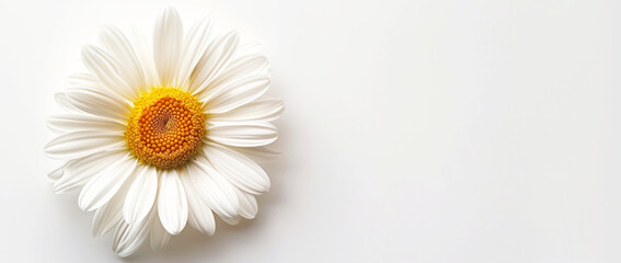 Fototapeta premium Close-up of a white daisy flower with a bright yellow center against a clean white background.