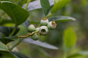 Zielone owoce borówki amerykańskiej © kubikactive