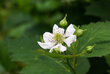 Pszczoły na białych kwiatach ostrężyny © kubikactive