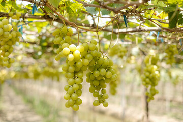 This image features clusters of green grapes hanging from vines in what appears to be a vineyard. The grapes look ripe and healthy, and the vineyard is likely situated outdoors under natural sunlight.