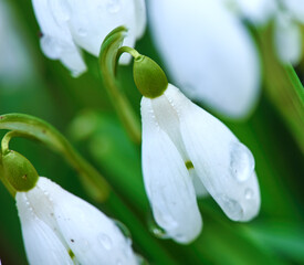 Flowers, spring and white snowdrop in garden with natural landscape, morning blossom and calm...