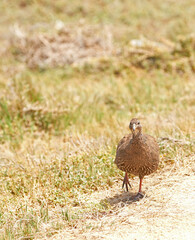 Spurfowl, bird and nature on field, grass and walk at sustainable game park for conservation on savannah. Animal, francolin and outdoor on ground, safari or bush with summer sunshine in South Africa