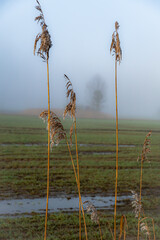 Reeds in Podlaskie fields on a spring morning at sunrise.