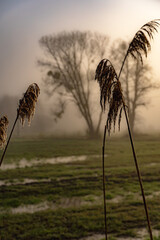Reeds in Podlaskie fields on a spring morning at sunrise.