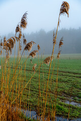 Reeds in Podlaskie fields on a spring morning at sunrise.