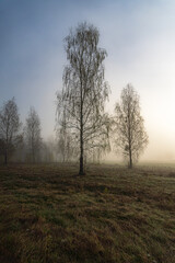 Trees in the morning fog at sunrise in Podlasie in spring.
