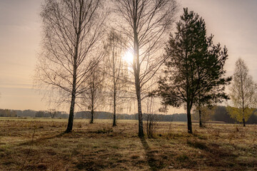 Trees in the morning fog at sunrise in Podlasie in spring.