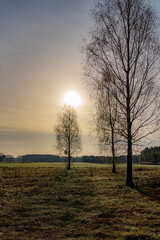 Trees in the morning fog at sunrise in Podlasie in spring.