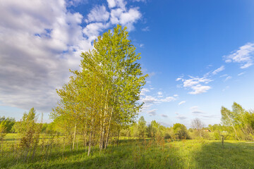 Scenic view of a grassy field. Young trees in the background, a blue sky with clouds above the horizon, warm light invites you to relax in nature.