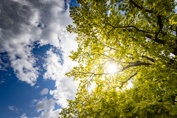 Obraz premium A captivating view of a lush tree's branches and leaves against a clear blue sky with sunlight filtering through, creating a mesmerizing interplay of light and shadow.
