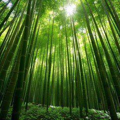 Fototapeta premium Lush Bamboo Forest