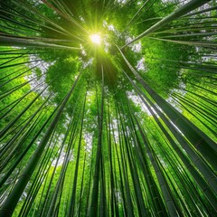 Bamboo Forest: A Canopy of Sunlight and Zen