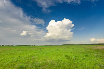 A vast expanse of green fields stretches out beneath a lone fluffy cloud in the spring sky,...