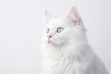 Large, beautiful white fluffy cat on a white background.
