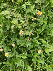 flowers in the garden