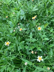 daisies in the grass