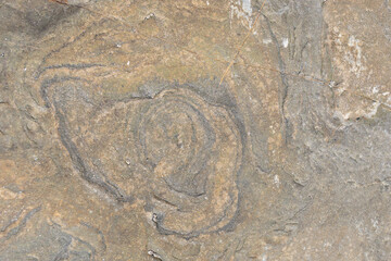 Stone texture worn by the wind and the sea of ​​the coast located on a wild beach.