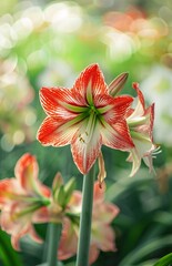 Vibrant Red and White Lily in a Flower Bed