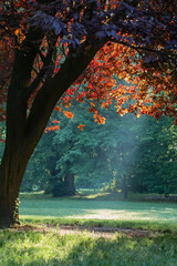 decorative tree with red leaves in sunny summer park