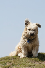 yorkshire terrier on the grass