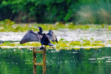 The great cormorant, Phalacrocorax carbo, known as the great black cormorant