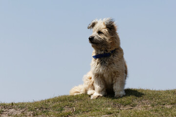 jack russell terrier