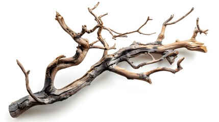 Fototapeta premium Dry twisted jungle branch isolated on white background