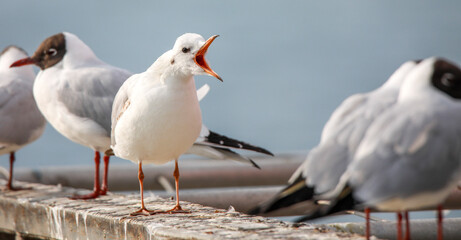 seagull on the pier