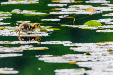A baby duck is walking on a pond