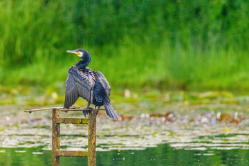 The great cormorant, Phalacrocorax carbo, known as the great black cormorant