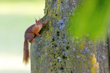 cute young squirrel portrait on tree at park, wildlife