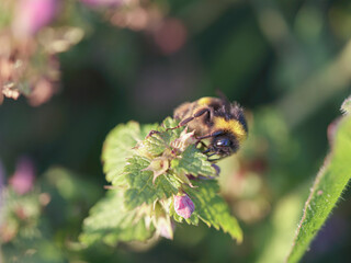 Bee sucking pollen and nectar closeup