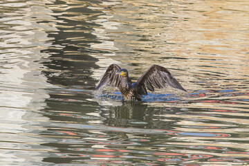 Douro river big cormorant landing on water