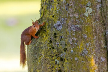 cute young squirrel portrait on tree at park, wildlife